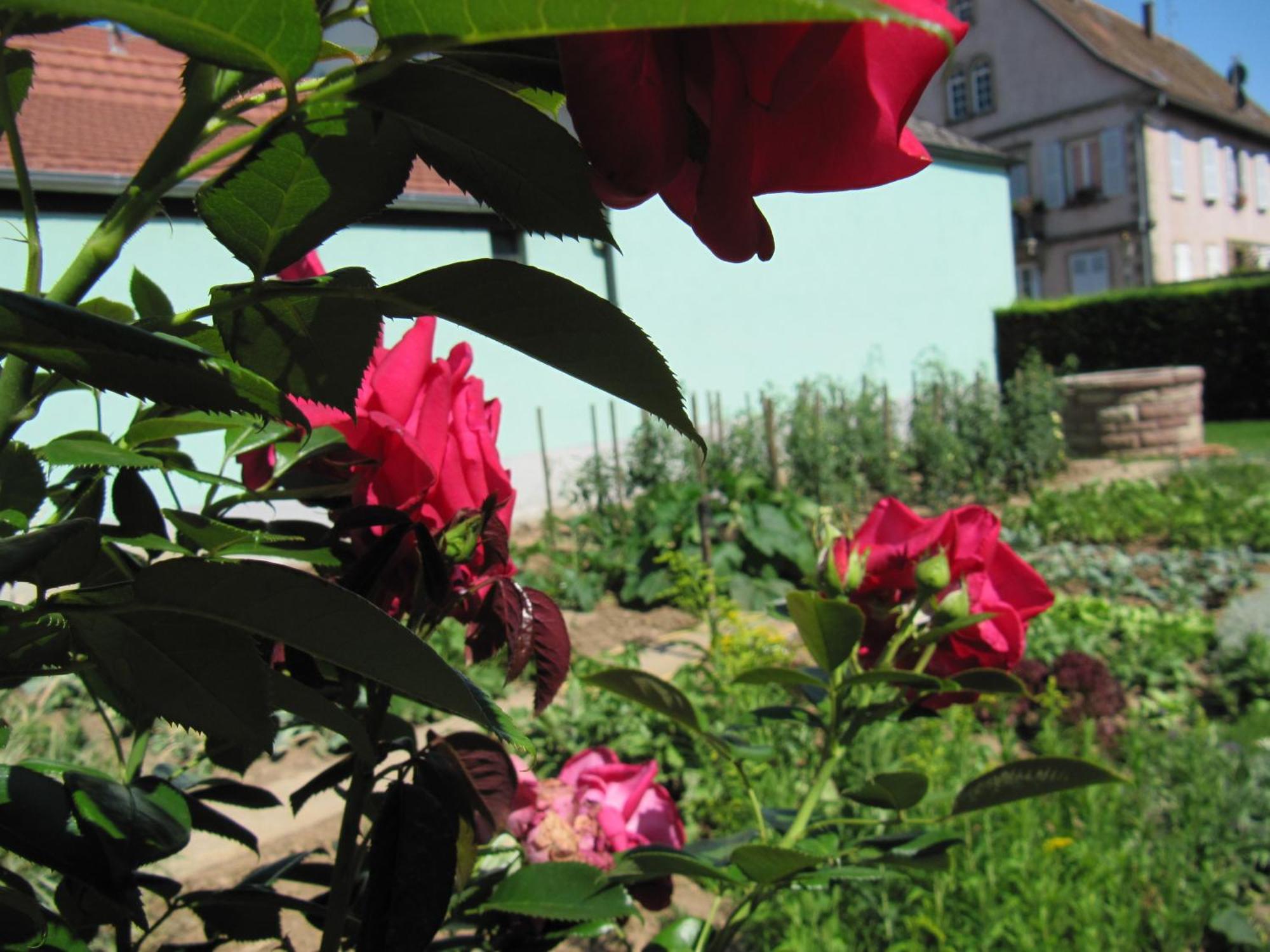 La Ferme De Louise Bed & Breakfast Hohengoeft Luaran gambar